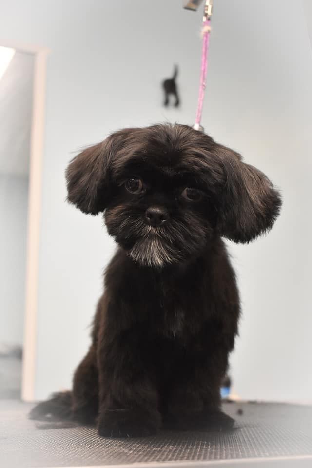 a small black dog is sitting on a table and looking at the camera