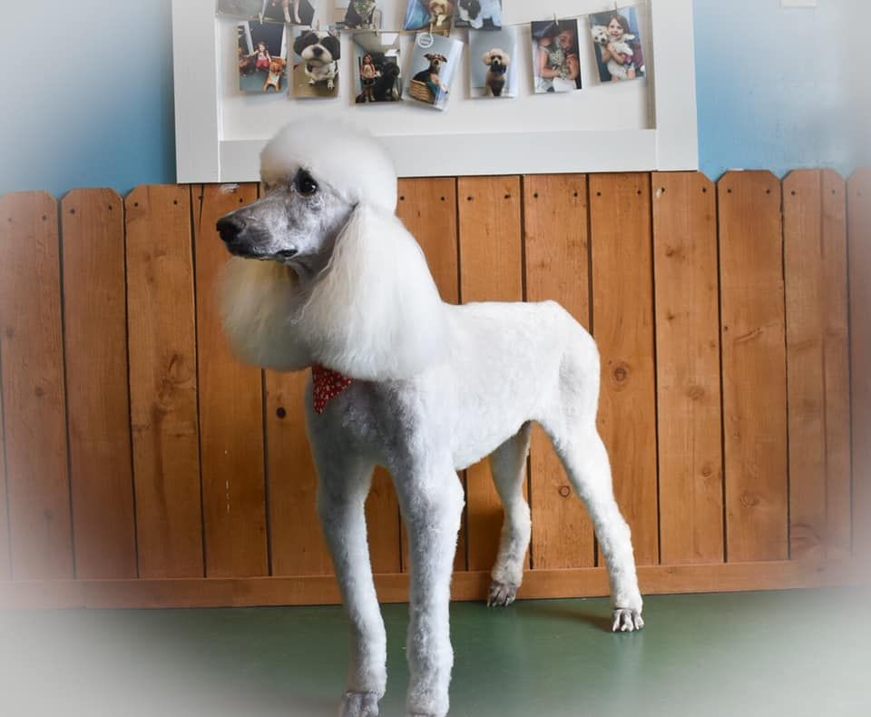 a white poodle is standing in front of a wooden fence