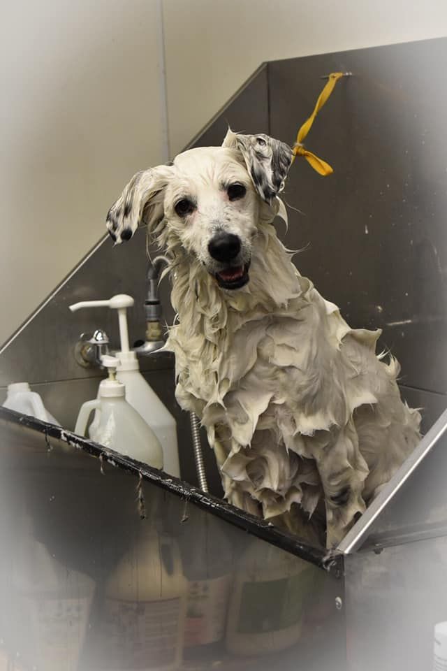 a dog is sitting in a bathtub with soap bottles in the background