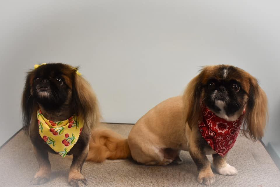 two dogs wearing bandanas are standing next to each other