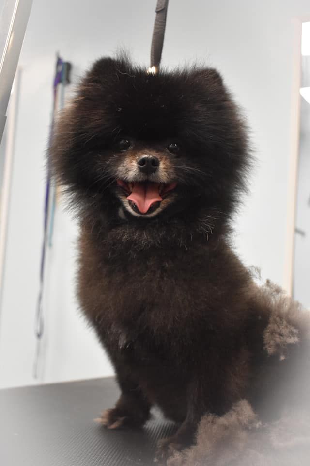 a small black pomeranian dog is sitting on a table