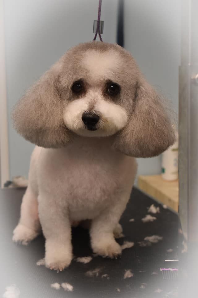 a small brown and white poodle is sitting on a table .