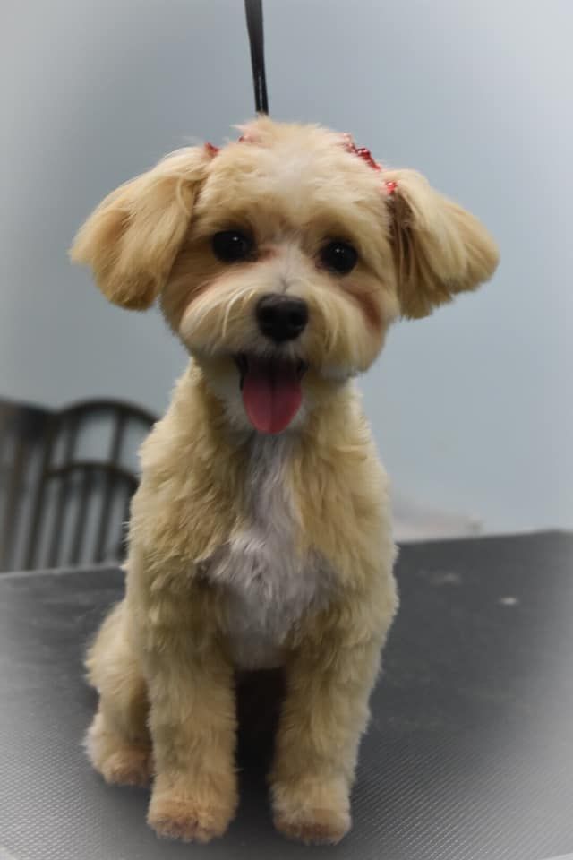 a small dog is sitting on a table with its tongue out