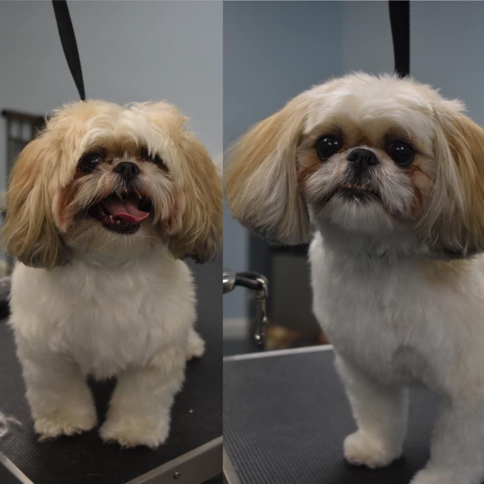 two pictures of a small brown and white dog on a table