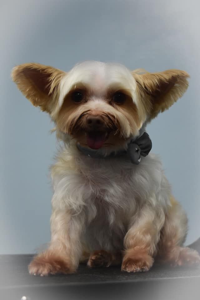 a small dog wearing a bow tie is sitting on a table