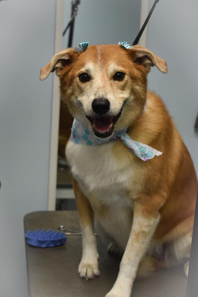 a brown and white dog wearing a bandana is sitting on a table