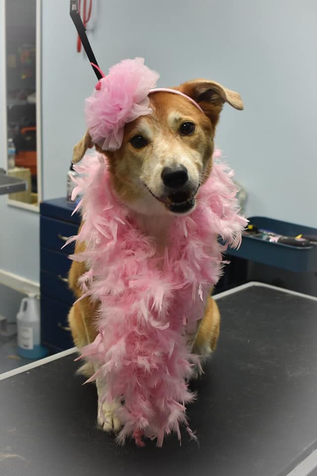a dog wearing a pink boa and a pink headband is sitting on a table