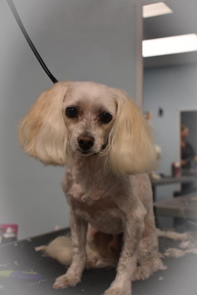 a small dog is sitting on a table in a grooming salon
