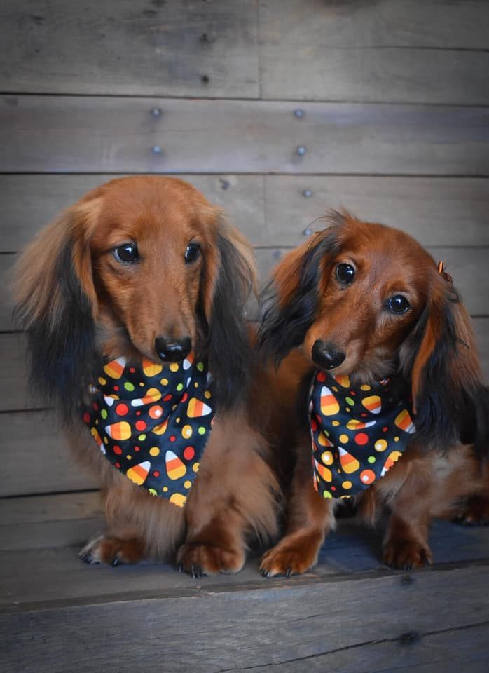 two dachshunds wearing candy corn bandanas are sitting next to each other on a wooden bench