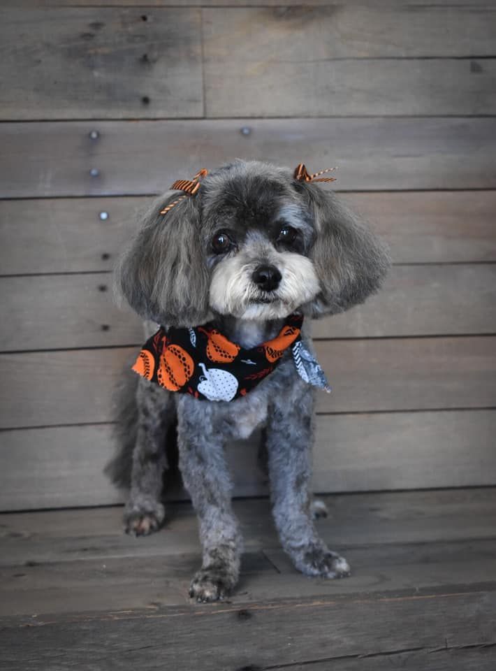 a small dog wearing a bandana is standing in front of a wooden wall