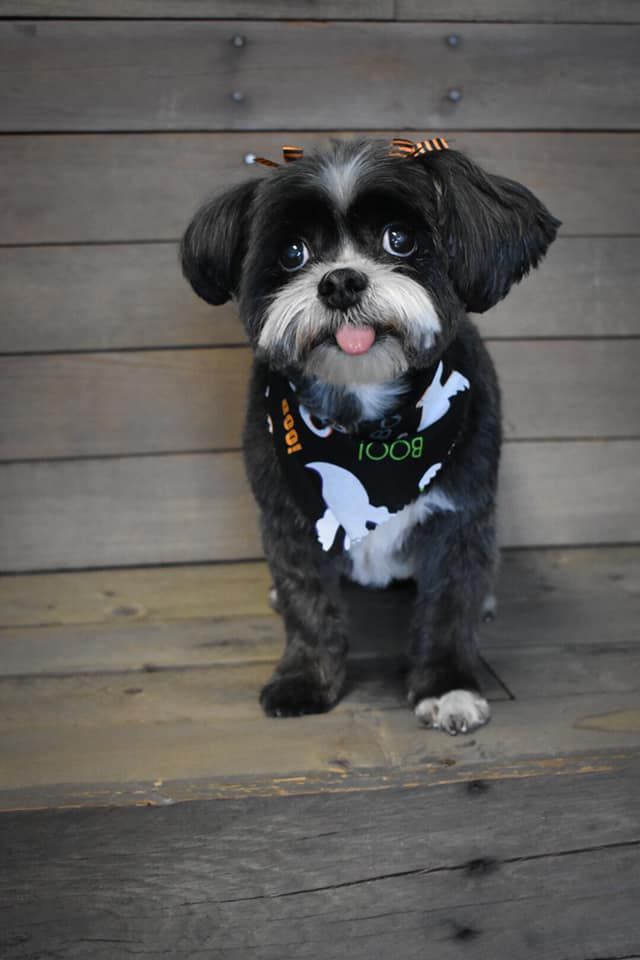 a small black and white dog wearing a bandana is sitting on a wooden bench