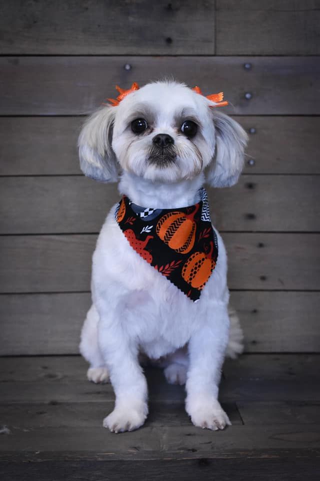a small white dog wearing a bandana is sitting on a wooden table