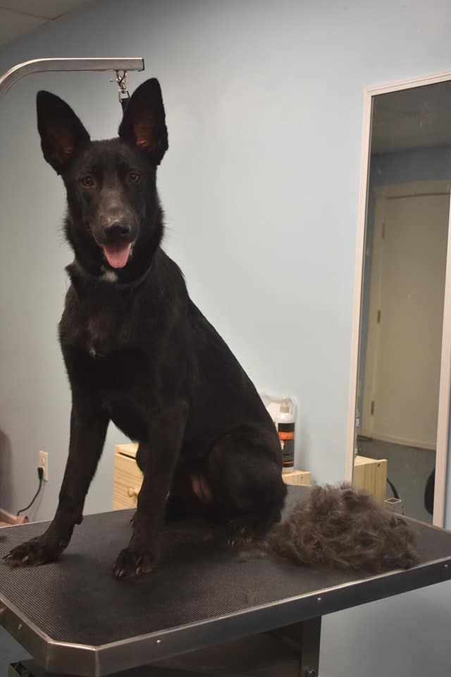 a black dog is sitting on a grooming table