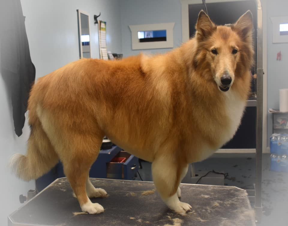 a large brown and white dog standing on a table