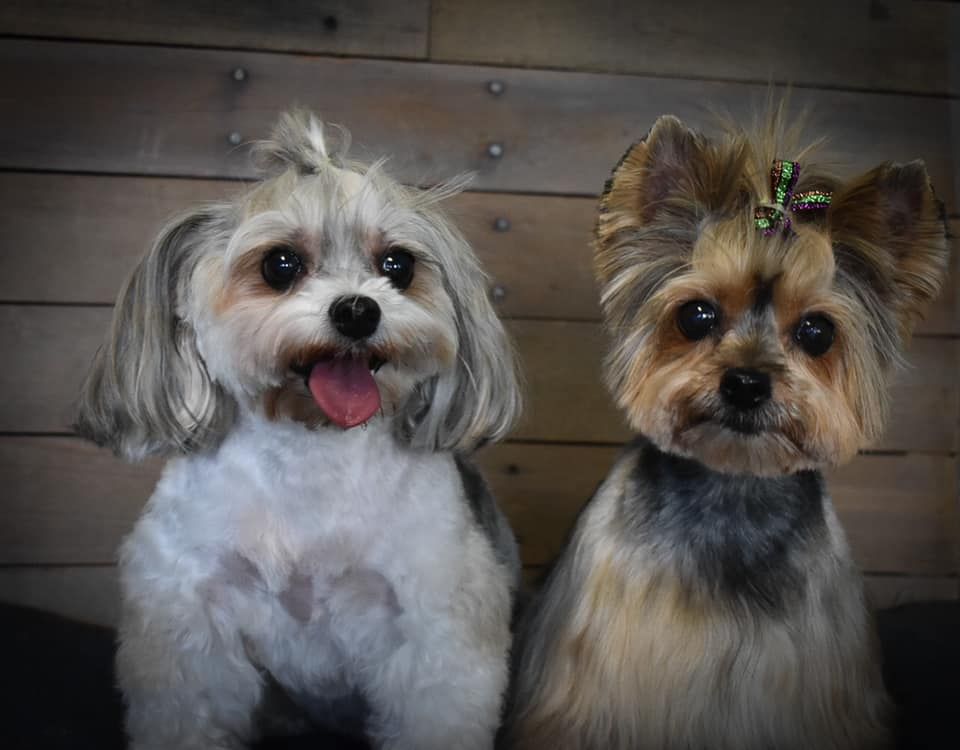 two small dogs are sitting next to each other on a wooden floor