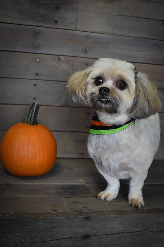 a small dog is standing next to a pumpkin on a wooden floor