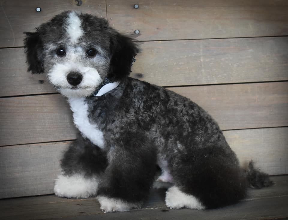 a small gray and white dog is sitting on a wooden bench
