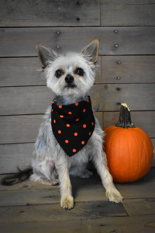 a small dog wearing a bandana is sitting next to a pumpkin
