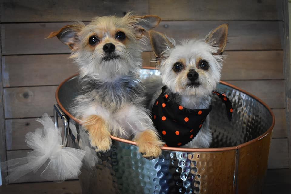 two small dogs are sitting in a metal bucket
