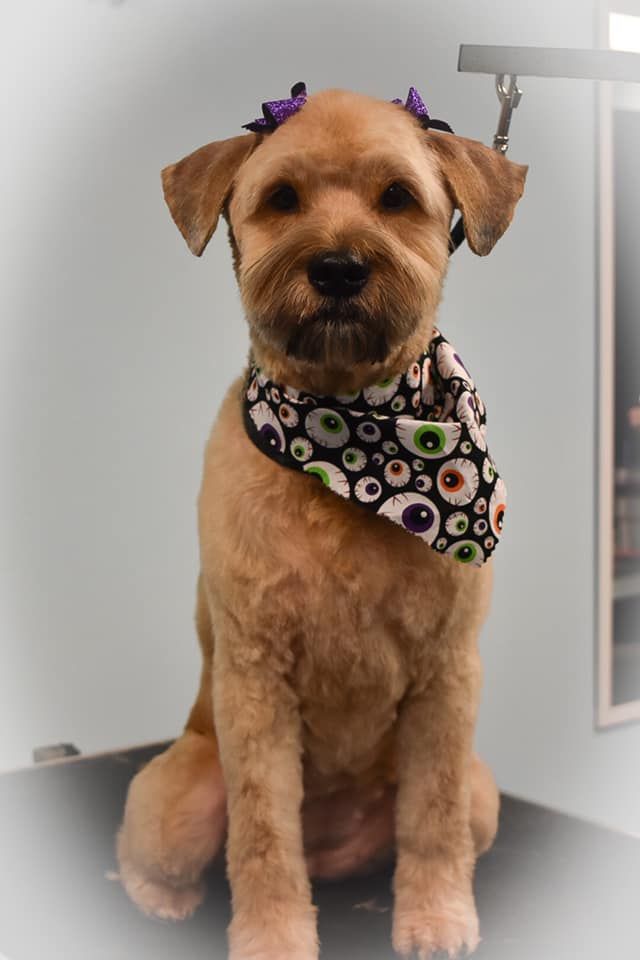 a dog wearing a bandana and purple bows is sitting on a table