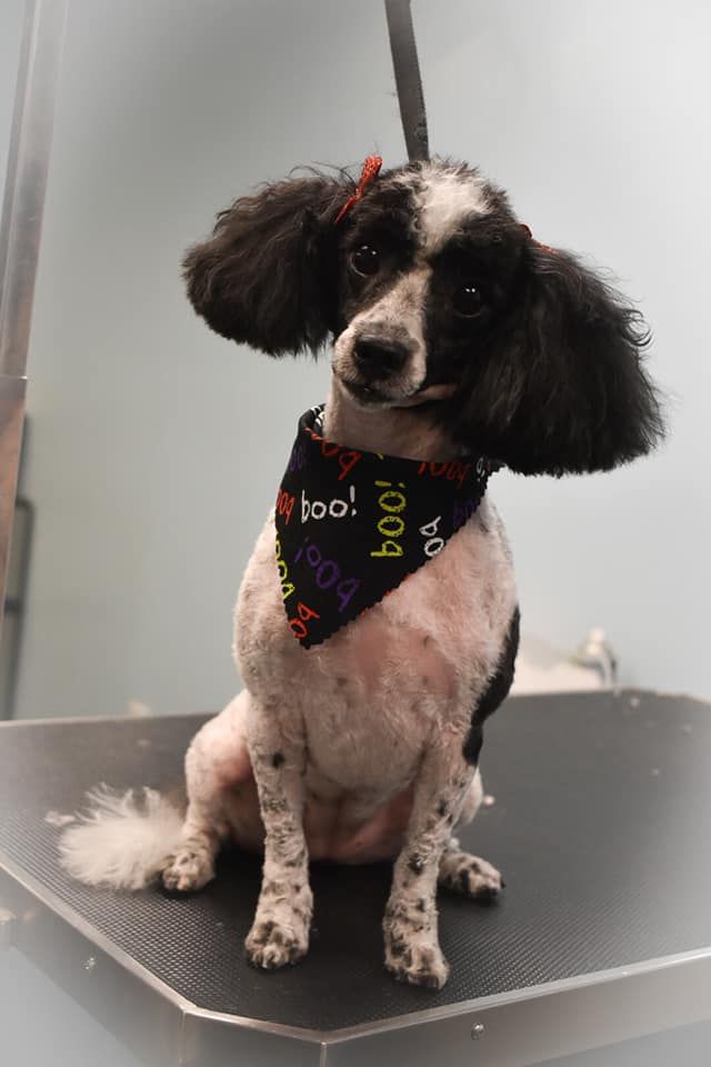 a black and white poodle wearing a bandana is sitting on a table