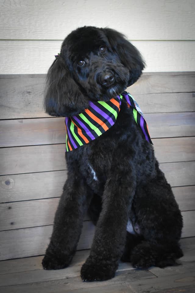 a black poodle wearing a striped scarf is sitting on a wooden bench