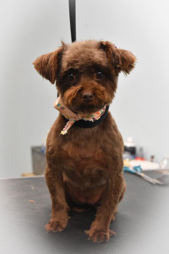 a small brown dog is sitting on a table wearing a collar