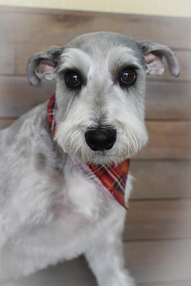 a schnauzer wearing a red plaid bandana is sitting in front of a wooden wall