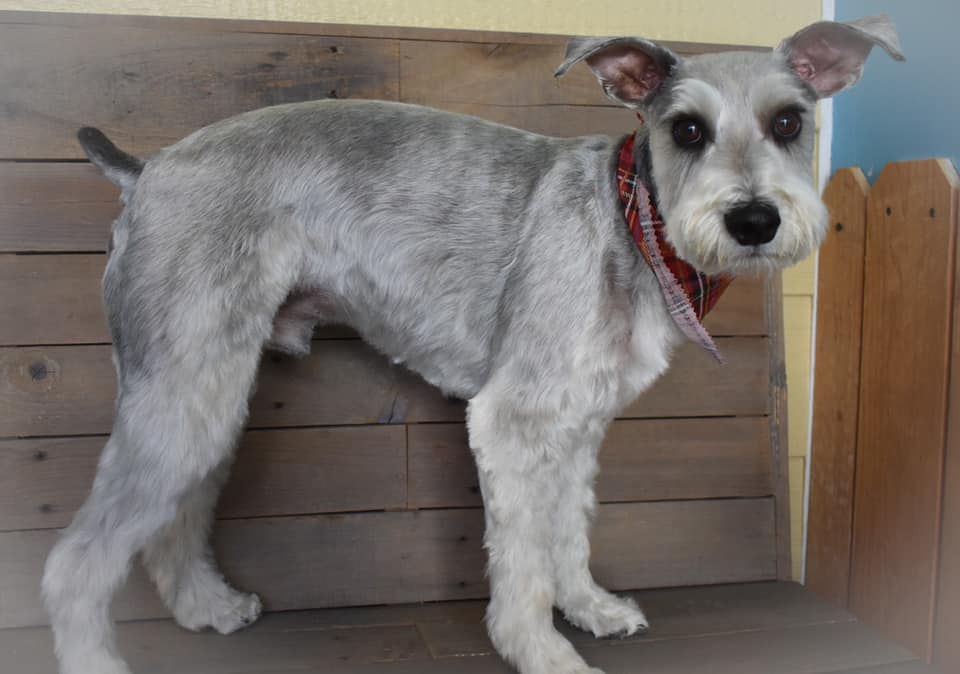 a small gray dog with a red collar is standing in front of a wooden wall .
