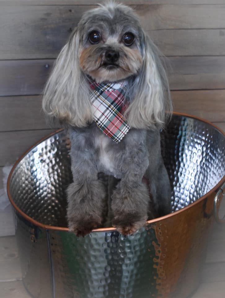 a small dog wearing a plaid scarf is sitting in a bucket