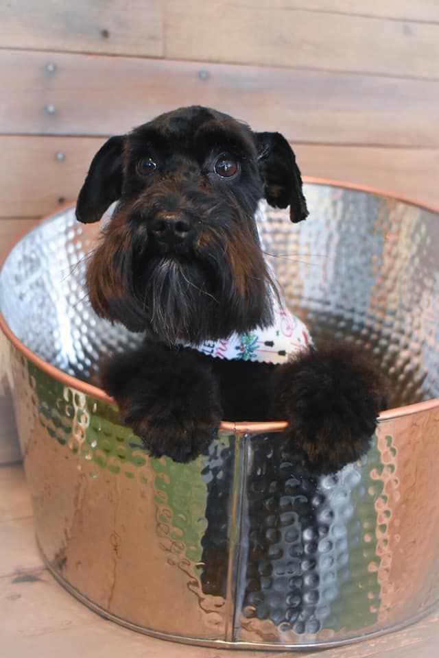 a small black dog is laying in a metal bowl .
