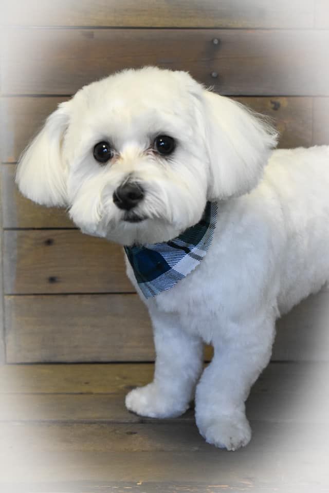 a small white dog wearing a plaid bandana is standing in front of a wooden wall