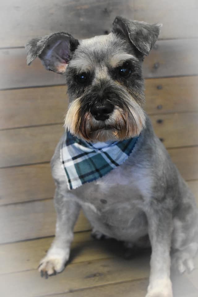 a schnauzer wearing a blue and white plaid bandana is sitting on a wooden floor