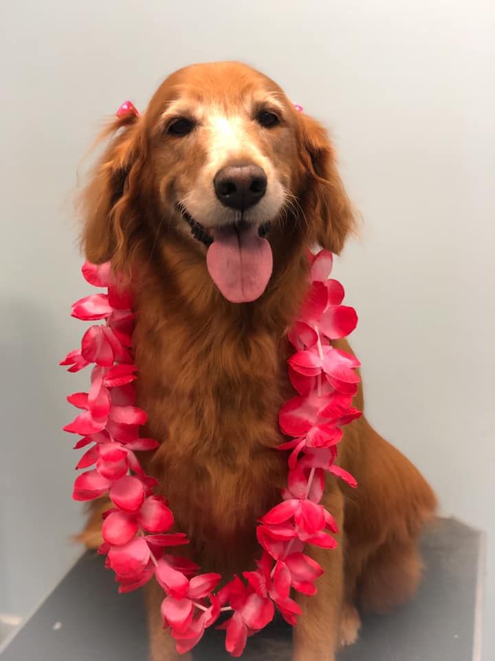 a brown dog wearing a pink lei is sitting on a table