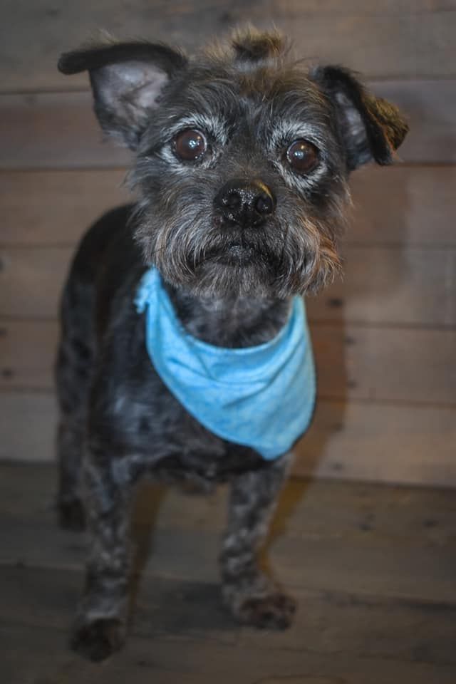 a small dog wearing a blue bandana is standing in front of a wooden wall