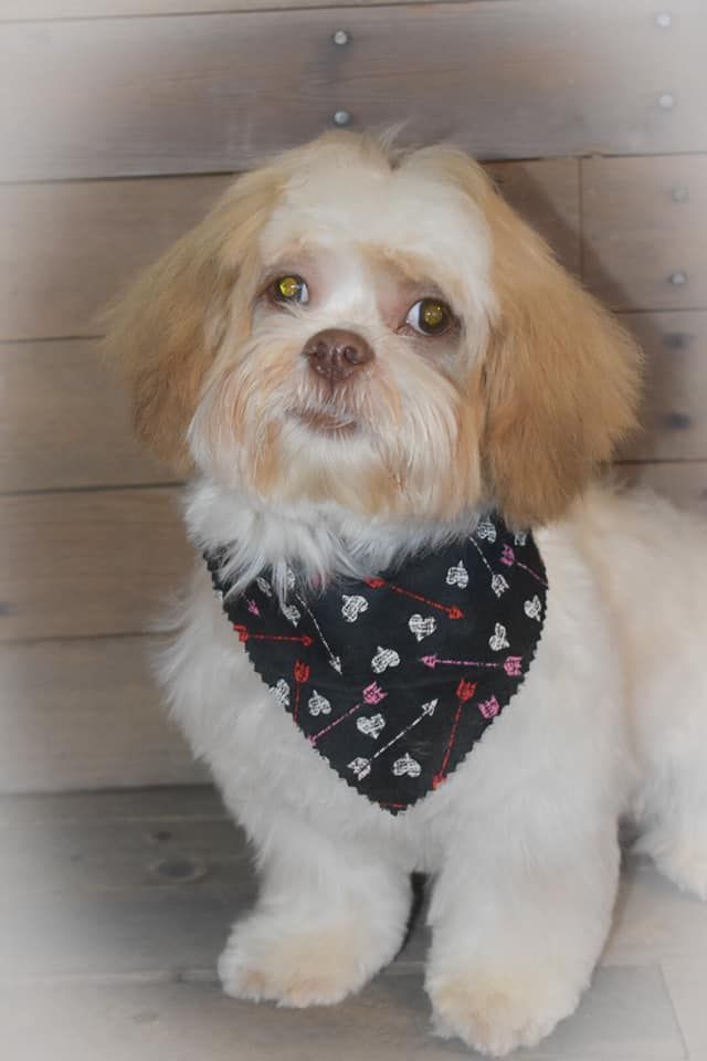 a small brown and white dog wearing a bandana is sitting on a wooden floor