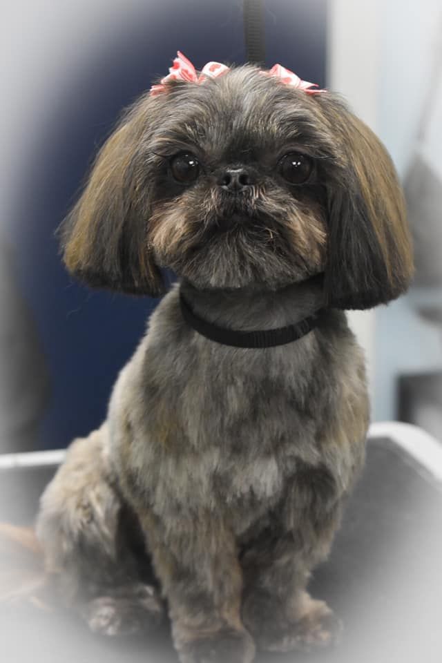 a small brown dog with a pink bow on its head is sitting on a table
