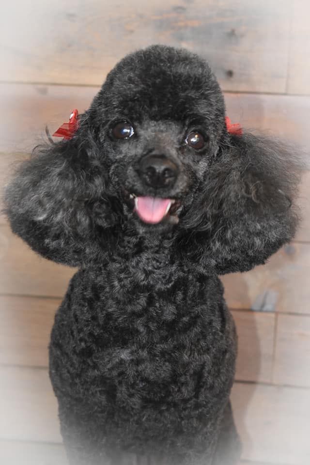 a black poodle with a red bow on its ear is sitting on a wooden floor