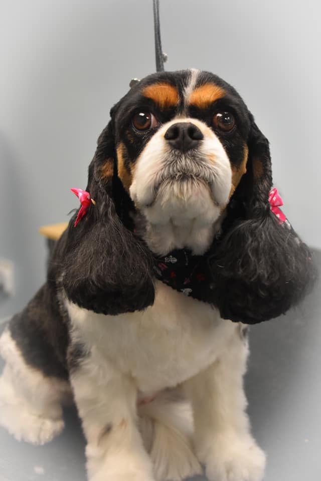 a cocker spaniel is sitting on a table and looking at the camera