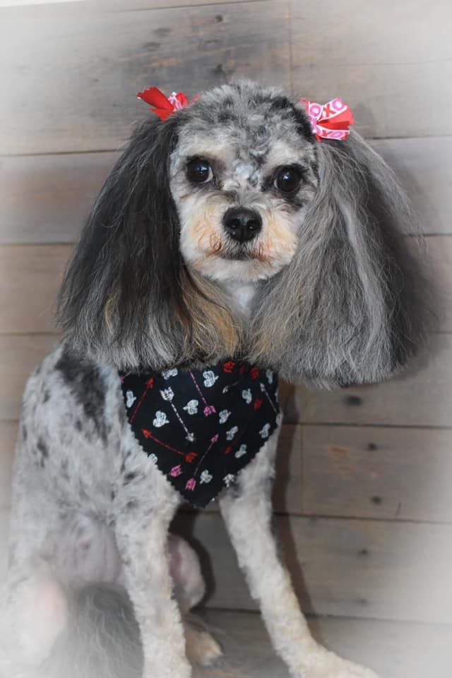 a small dog with a bandana around its neck is sitting in front of a wooden wall