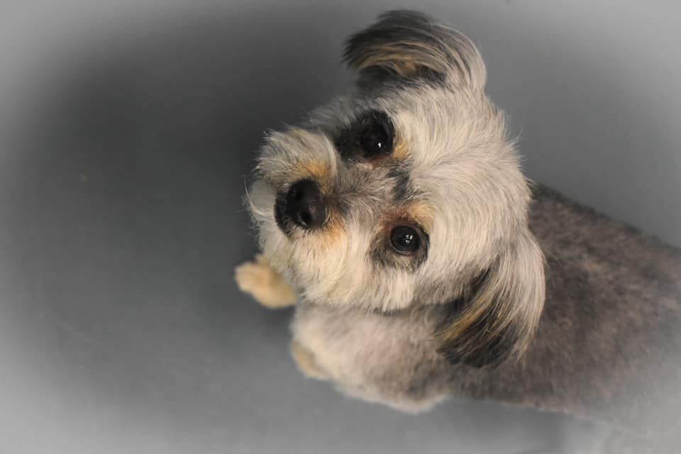 a small dog is looking up at the camera