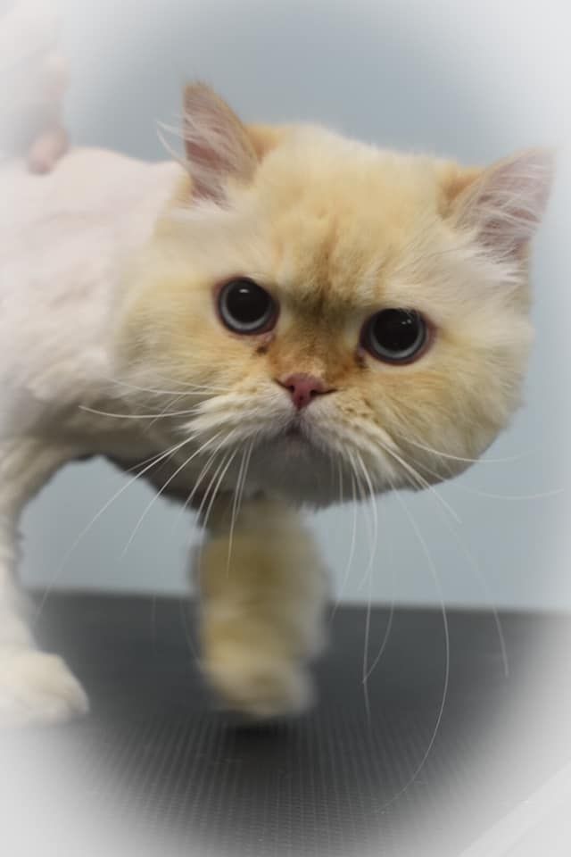 a cat with a shaved head is standing on a table