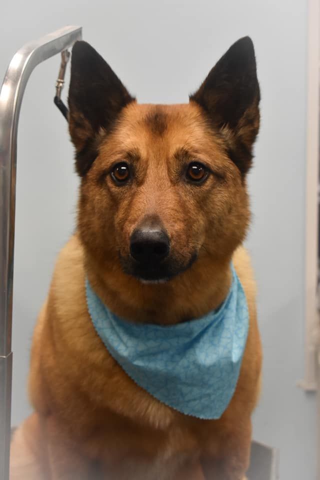 a brown dog with a blue bandana around its neck