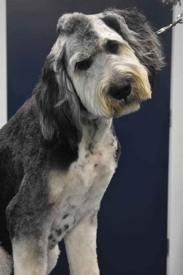 a black and white dog is standing in front of a blue wall