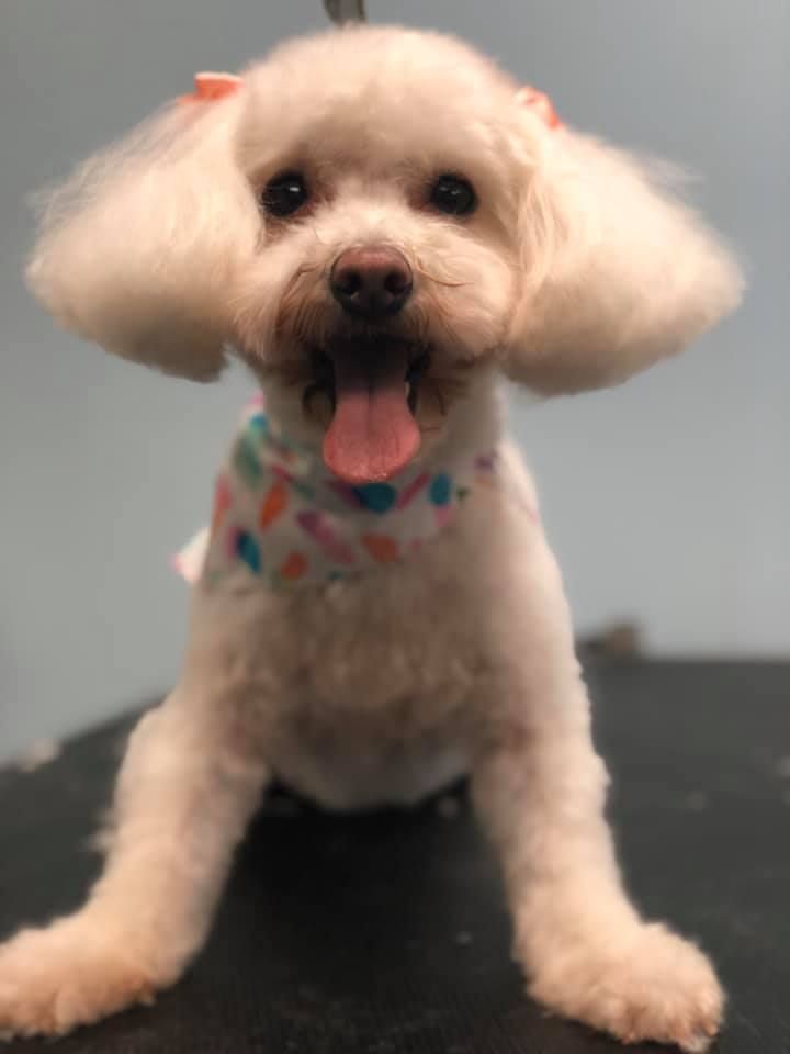 a small white poodle is sitting on a table with its tongue hanging out
