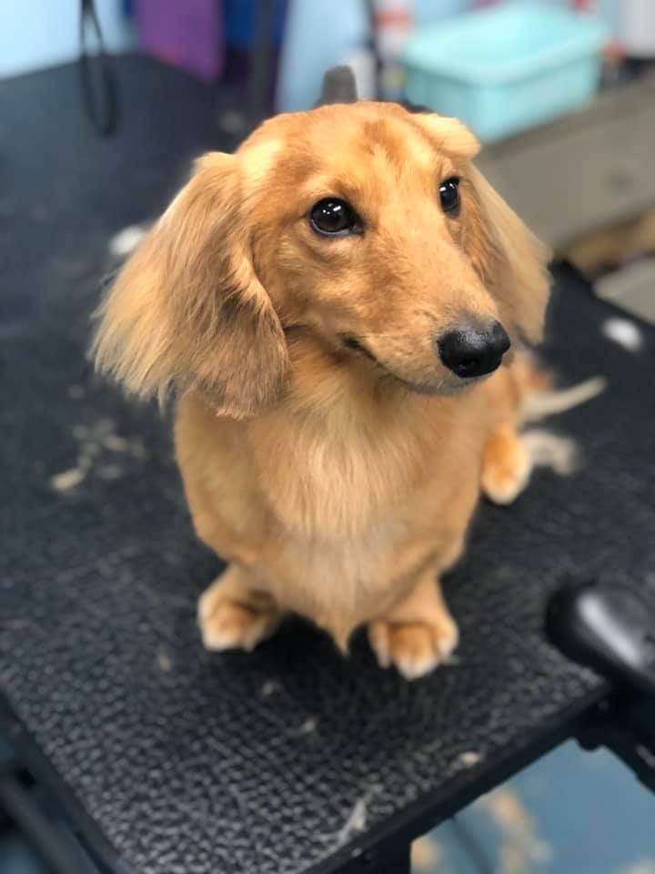 a dachshund is sitting on a black table and looking at the camera