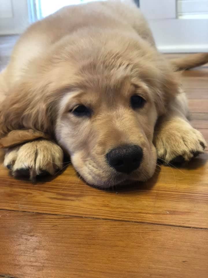 a golden retriever puppy is laying on a wooden floor