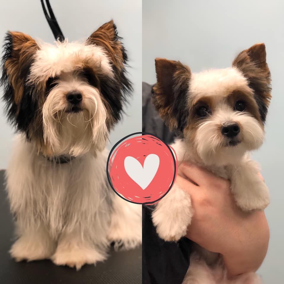 a before and after picture of a dog with a heart in the middle