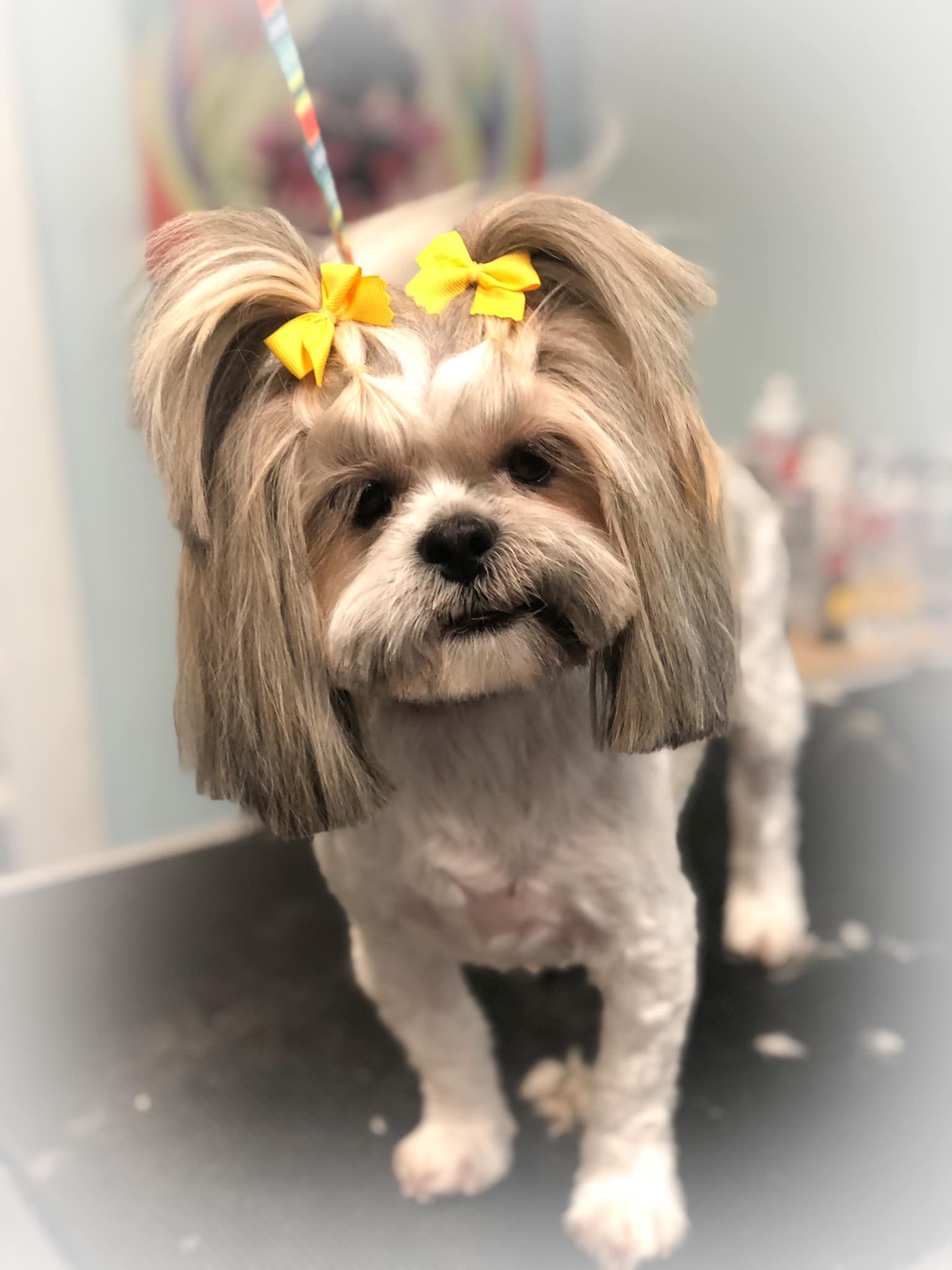 a small dog with a yellow bow in its hair is standing on a table