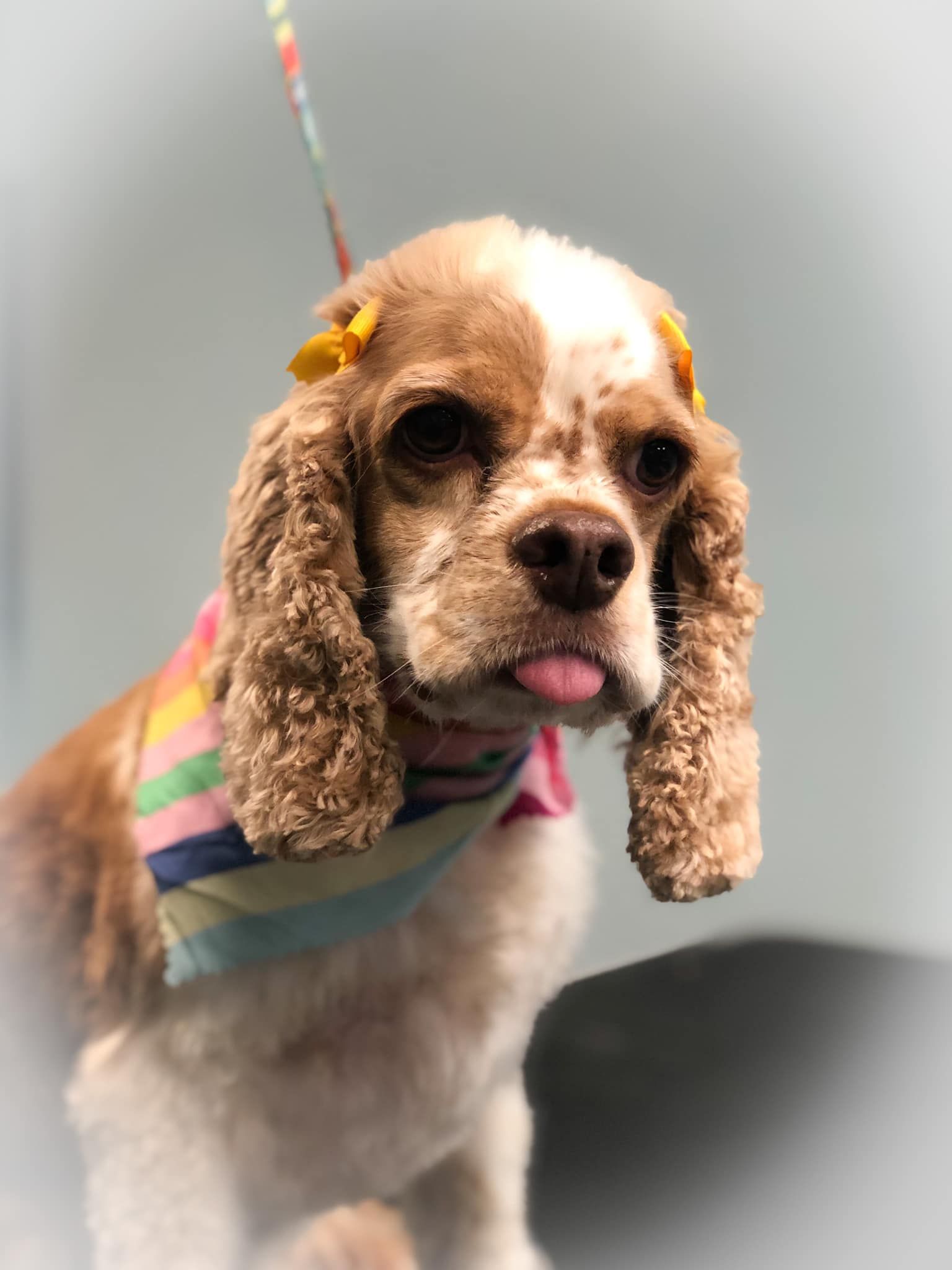 a brown and white cocker spaniel wearing a rainbow striped bandana